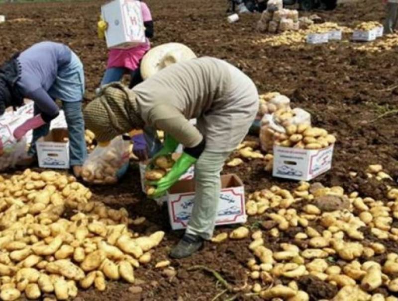 تهريب البطاطا السورية الى الداخل اللبناني يكمل مسيرة تدمير مزارعي البطاطا