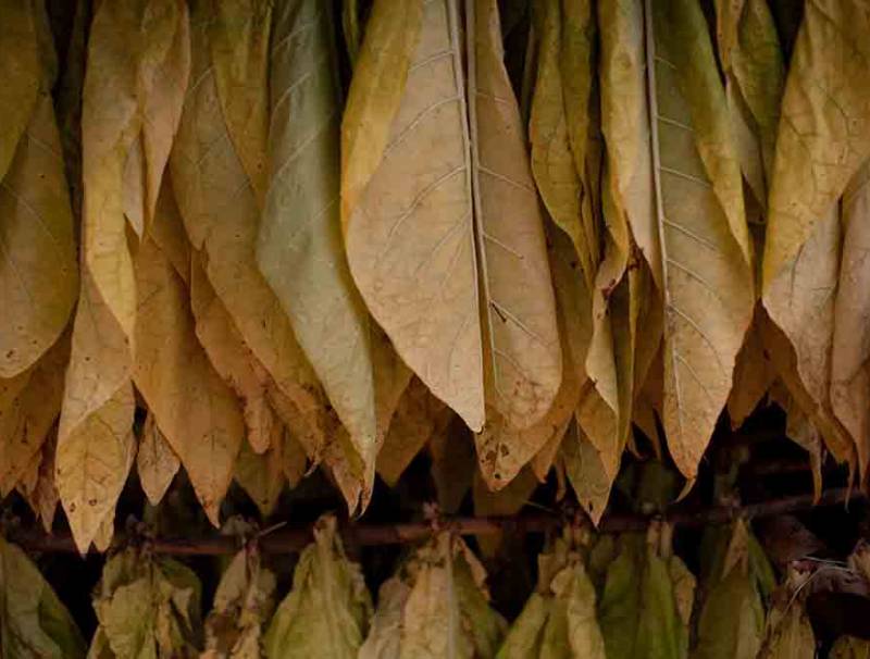 بمشاركة أكثر من 100 خبير من 50 دولة  "الصحة" المغربية تنظم مؤتمر "المناظرة الإفريقية الأولى للحد من المخاطر الصحية"